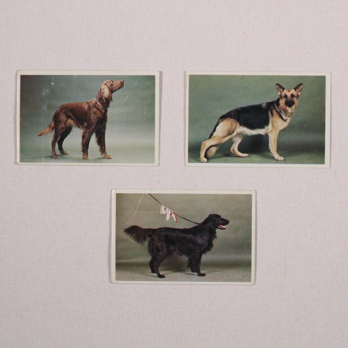 Keräilykortit (JENKKI) Koirat 3kpl